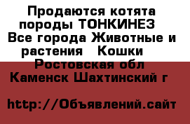 Продаются котята породы ТОНКИНЕЗ - Все города Животные и растения » Кошки   . Ростовская обл.,Каменск-Шахтинский г.